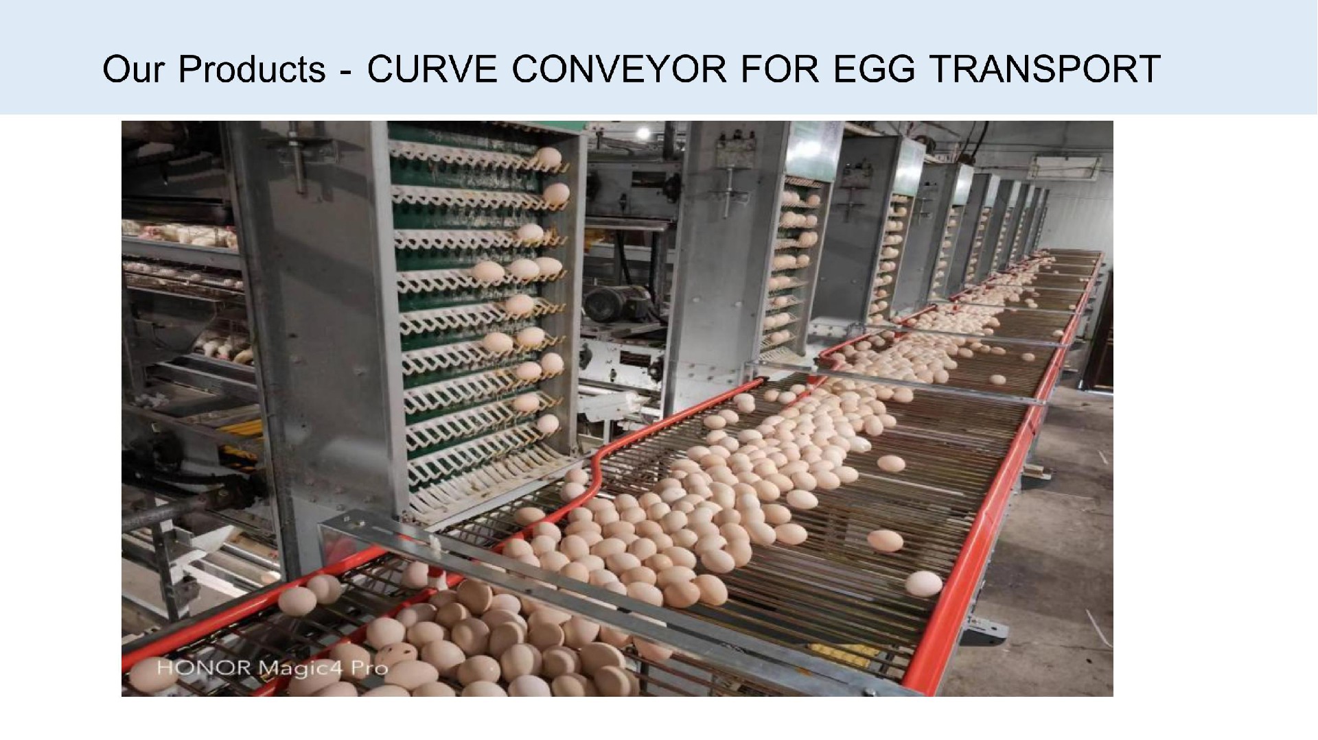 CURVE CONVEYOR FOR EGG TRANSPORT