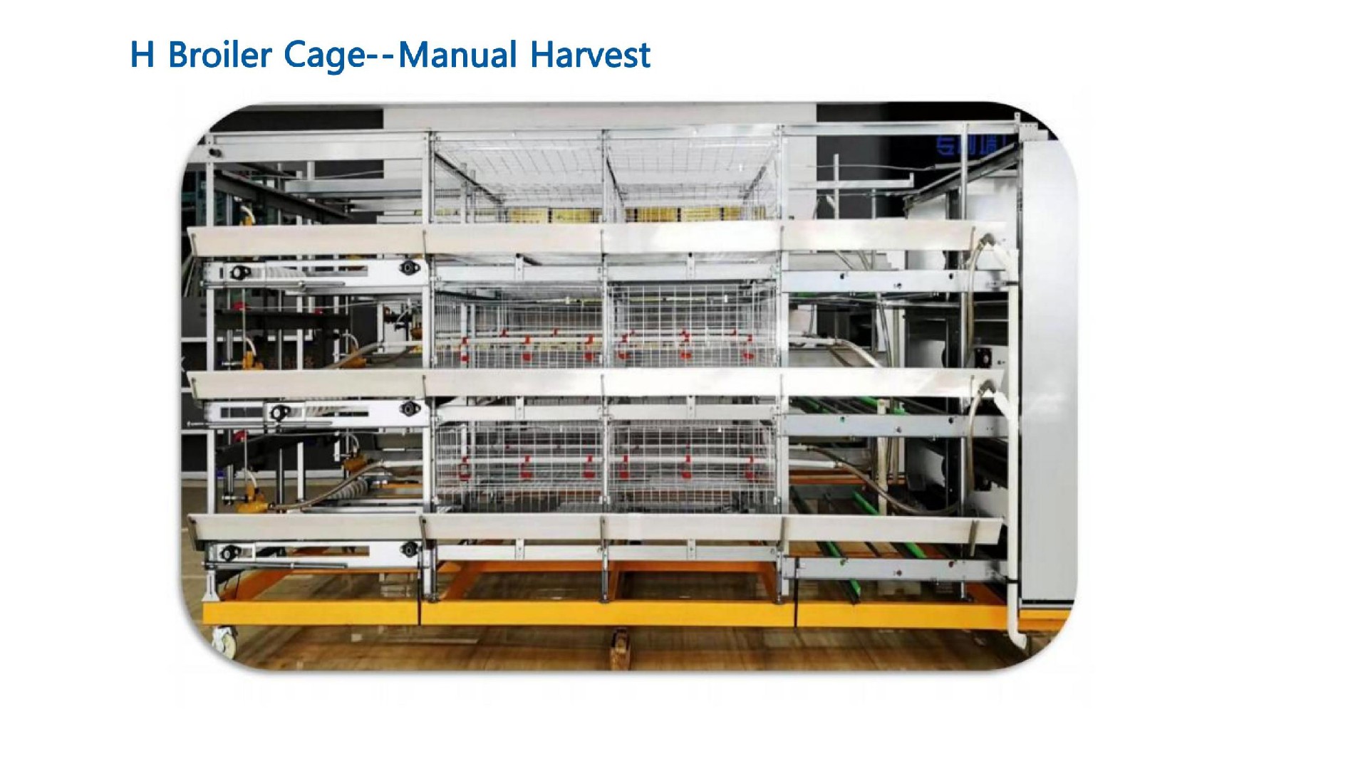 H Broiler Cage--Manual Harvest