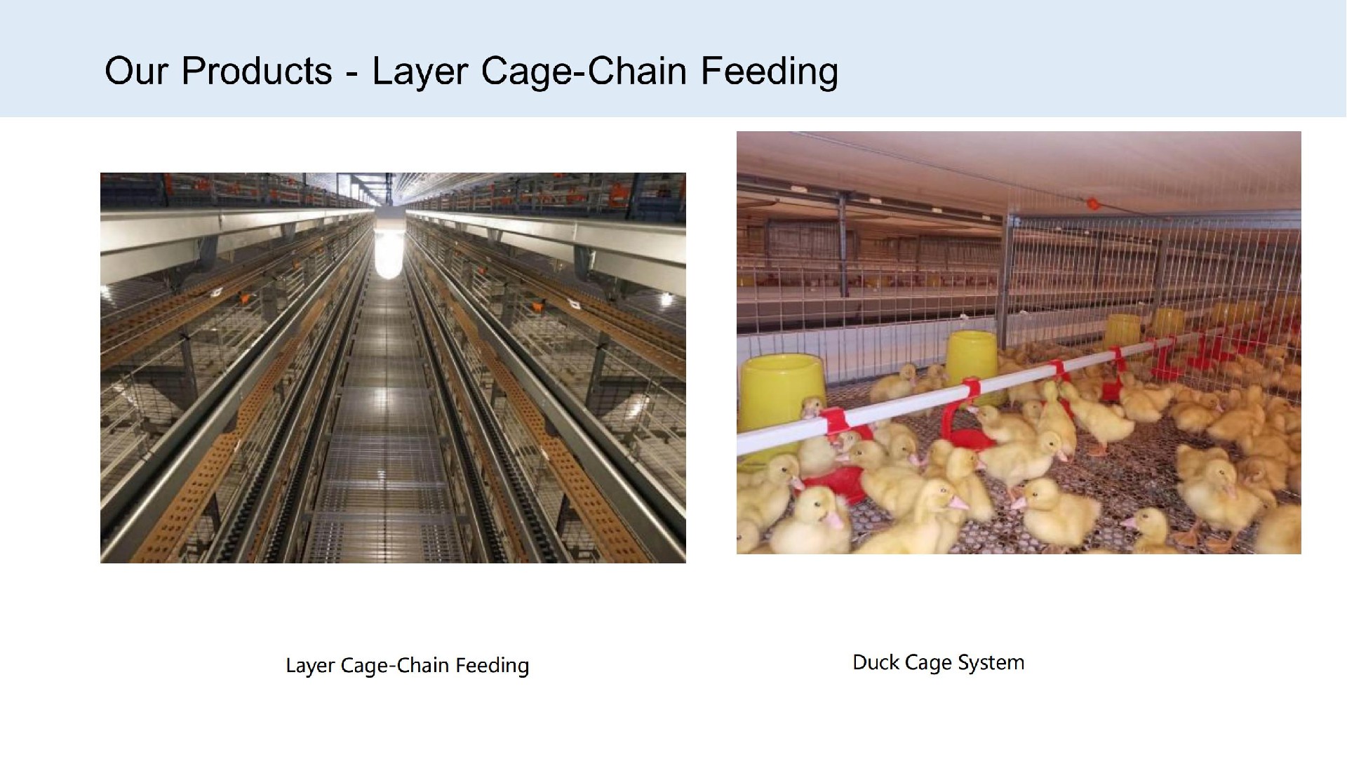 Layer Cage-Chain Feeding